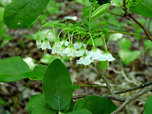 {Vaccinium stamineum}